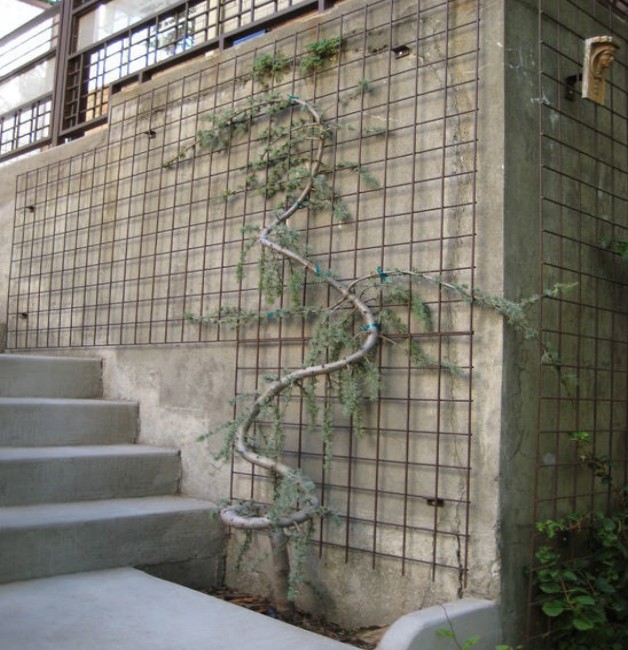 Outdoor Trellis Designs 4