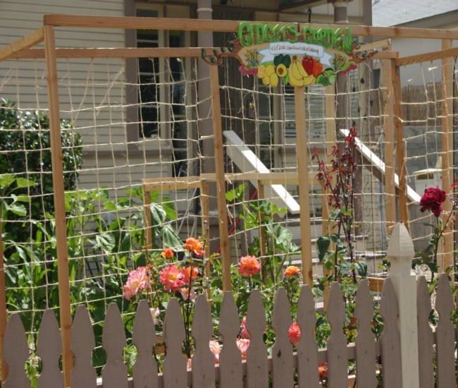 Building Trellises for Cucumbers 3