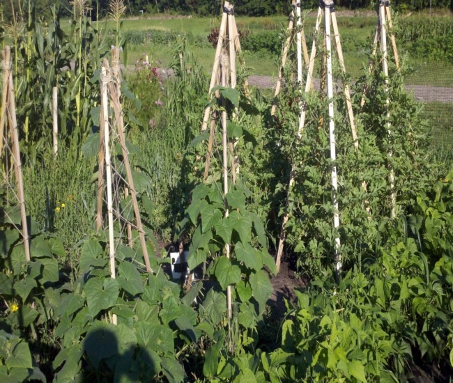 Building Trellises for Cucumbers 4
