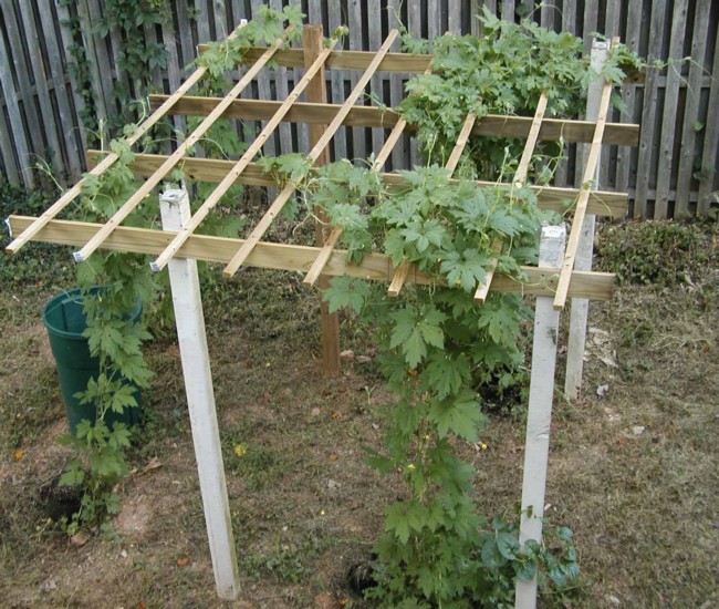 Building Trellises for Cucumbers 5