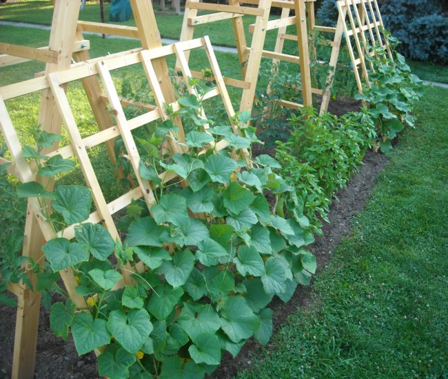 Building Trellises for Cucumbers
