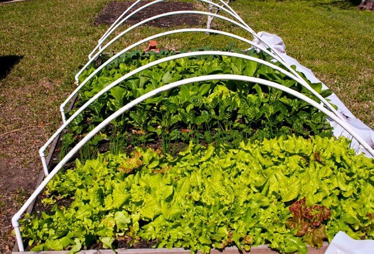 Trellises Constructed from PVC Pipes Pergola Gazebos