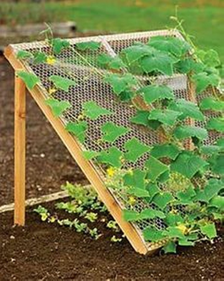 Trellis Ideas for Garden 6