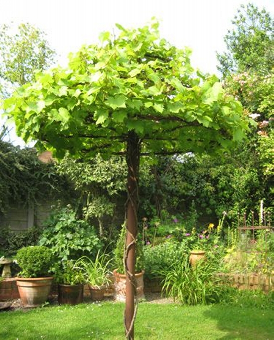 Umbrella Trellises