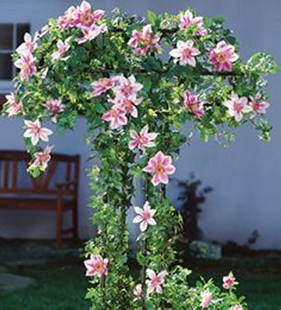 Umbrella Trellises 5