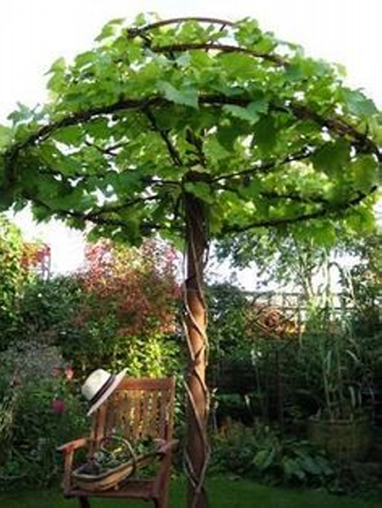 Iron Umbrella Trellis